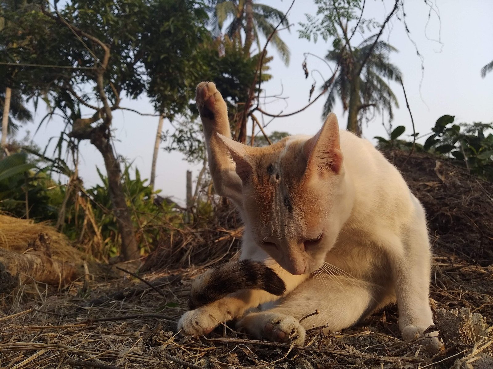 Bengal — foto de referência