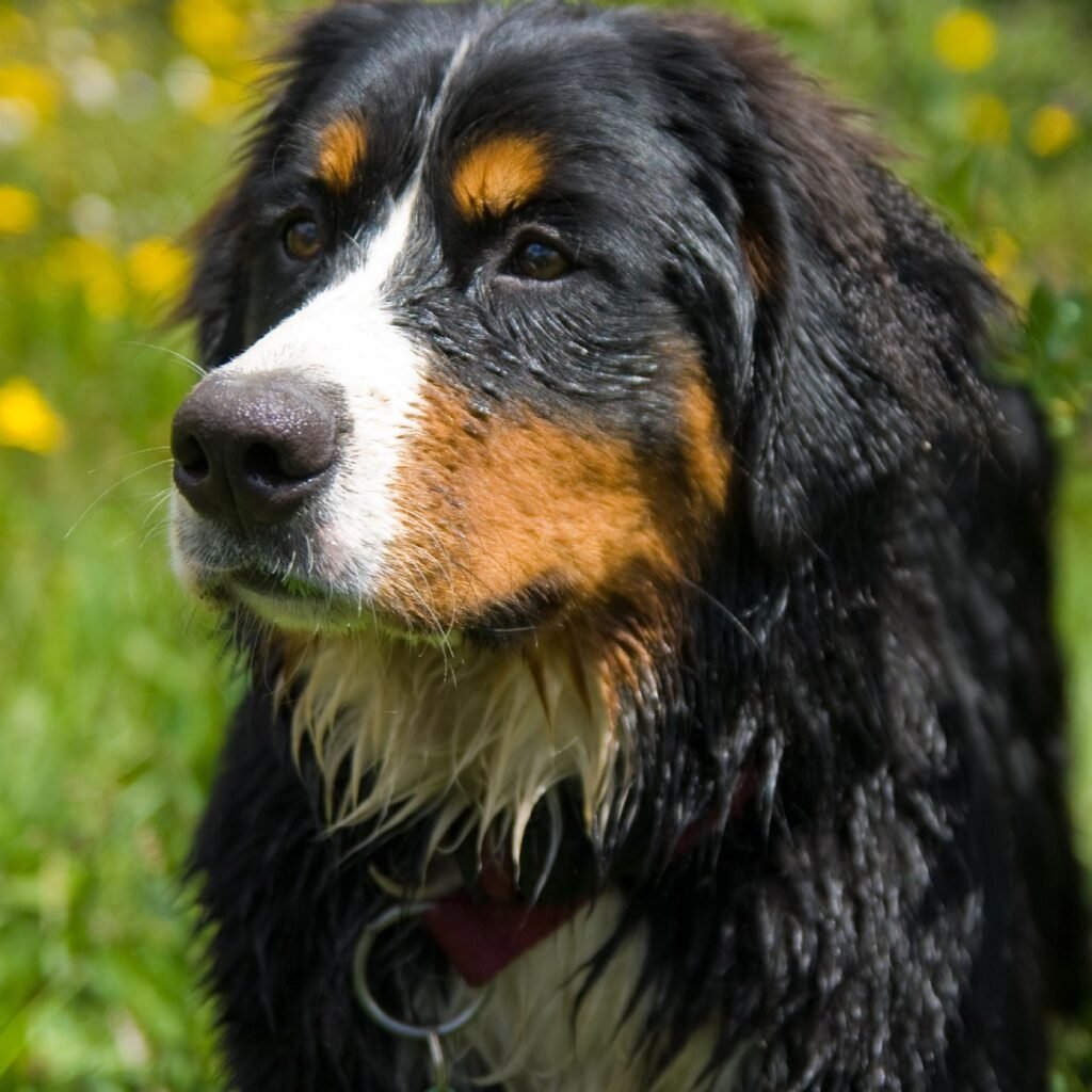Boiadeiro Bernês