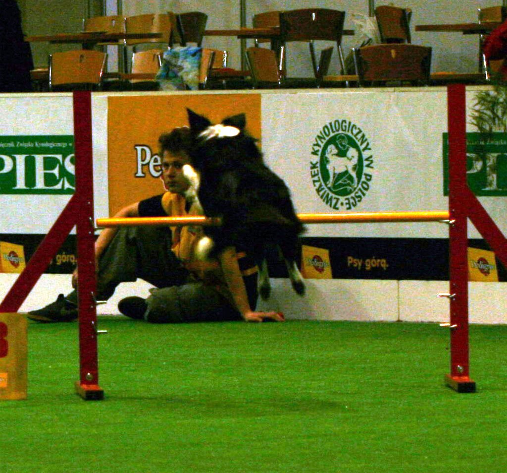 Border Collie