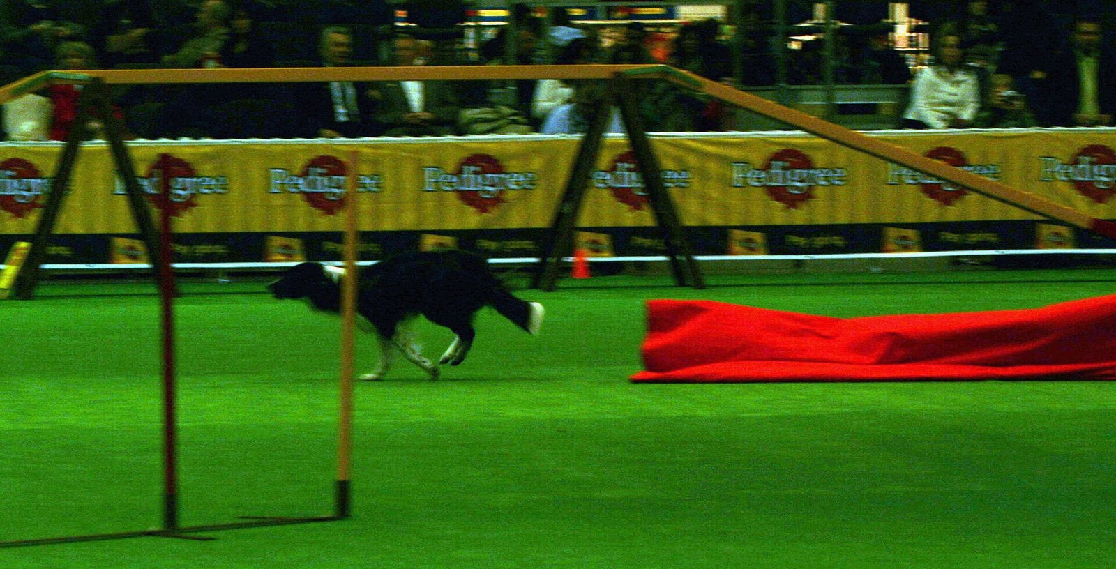 Border Collie — foto de referência