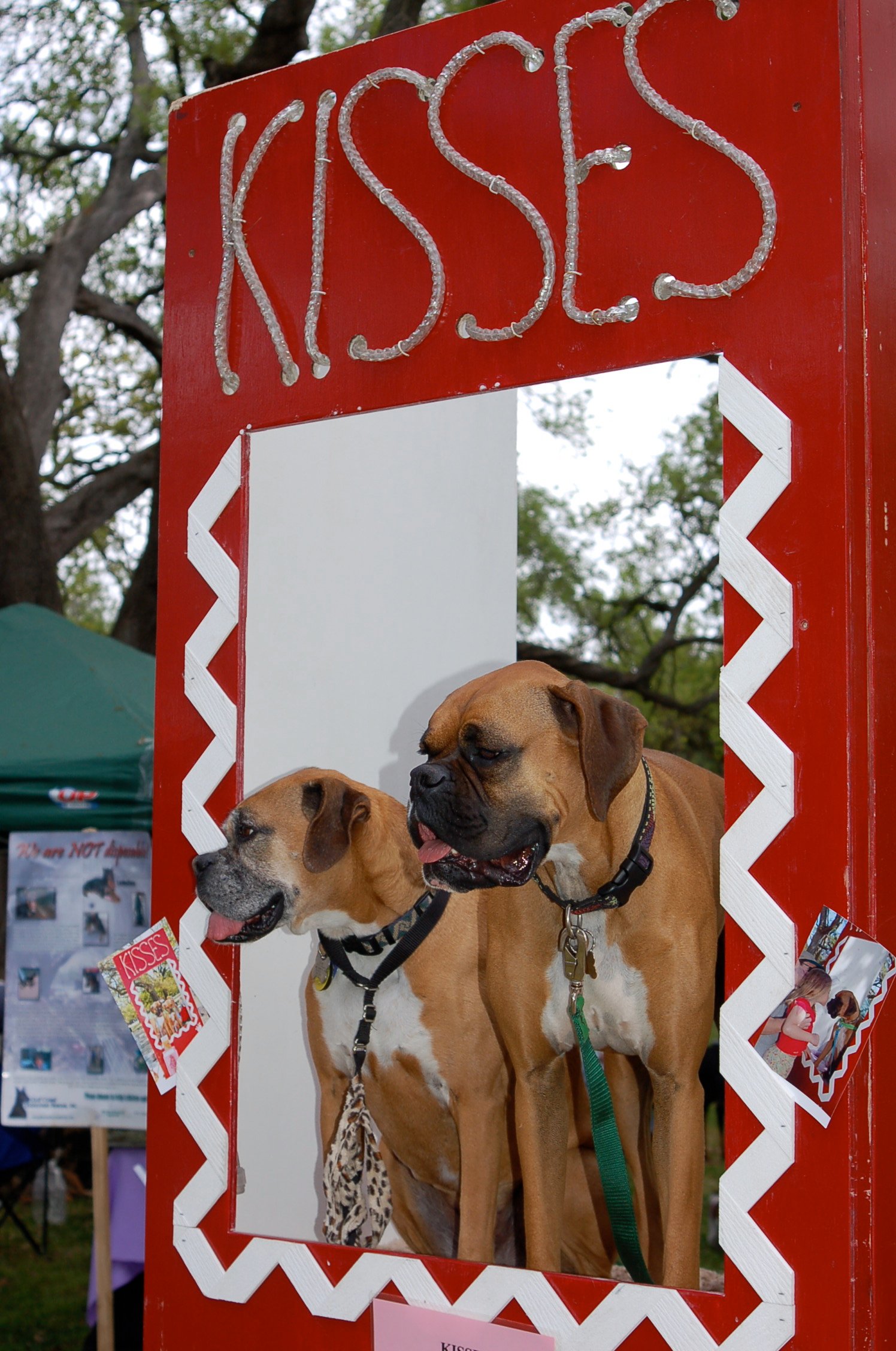 Boxer — foto de referência