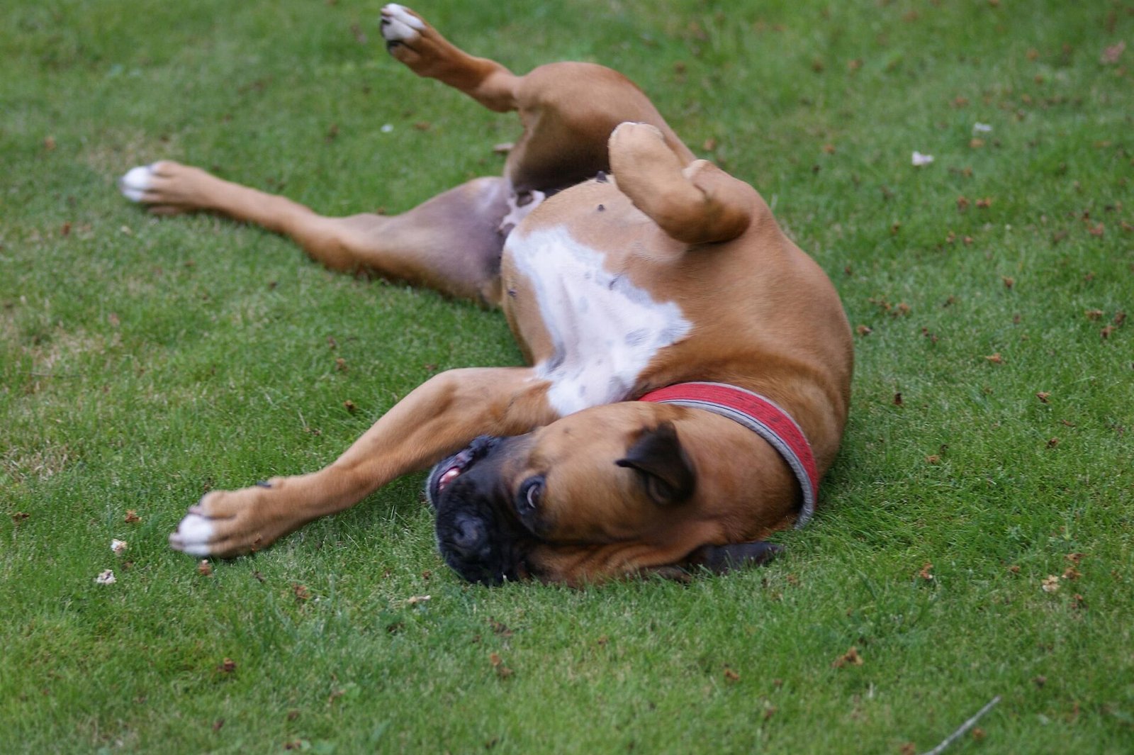 Boxer — foto de referência