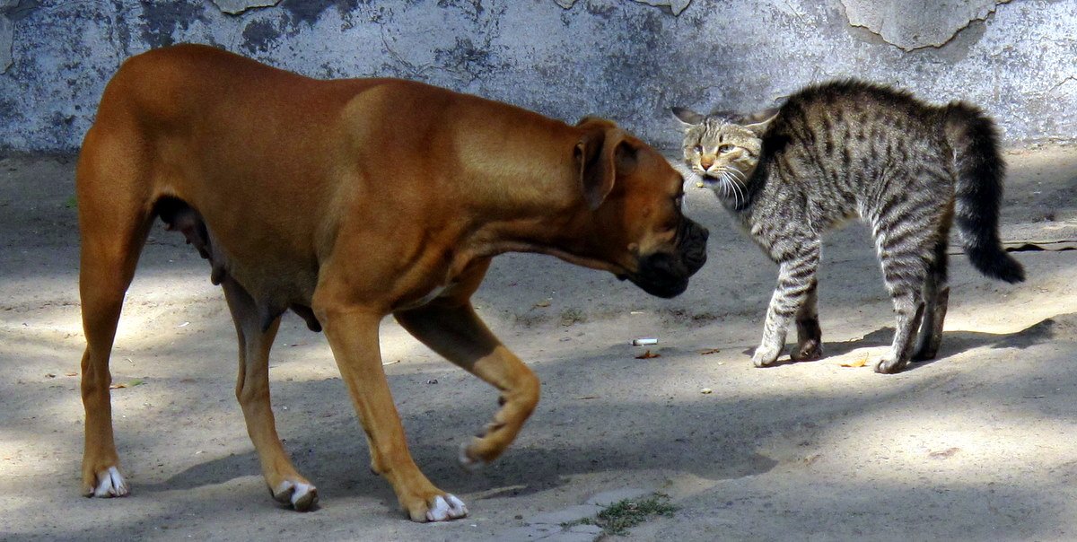 Boxer — foto de referência