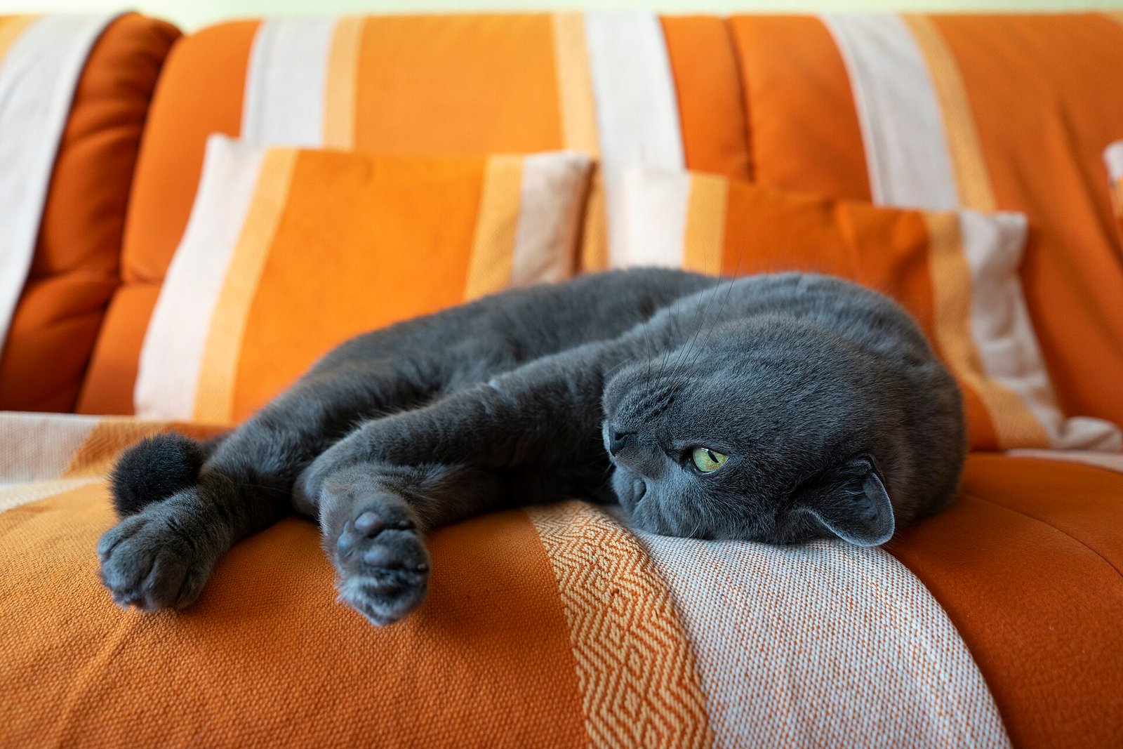 British Shorthair — foto de referência