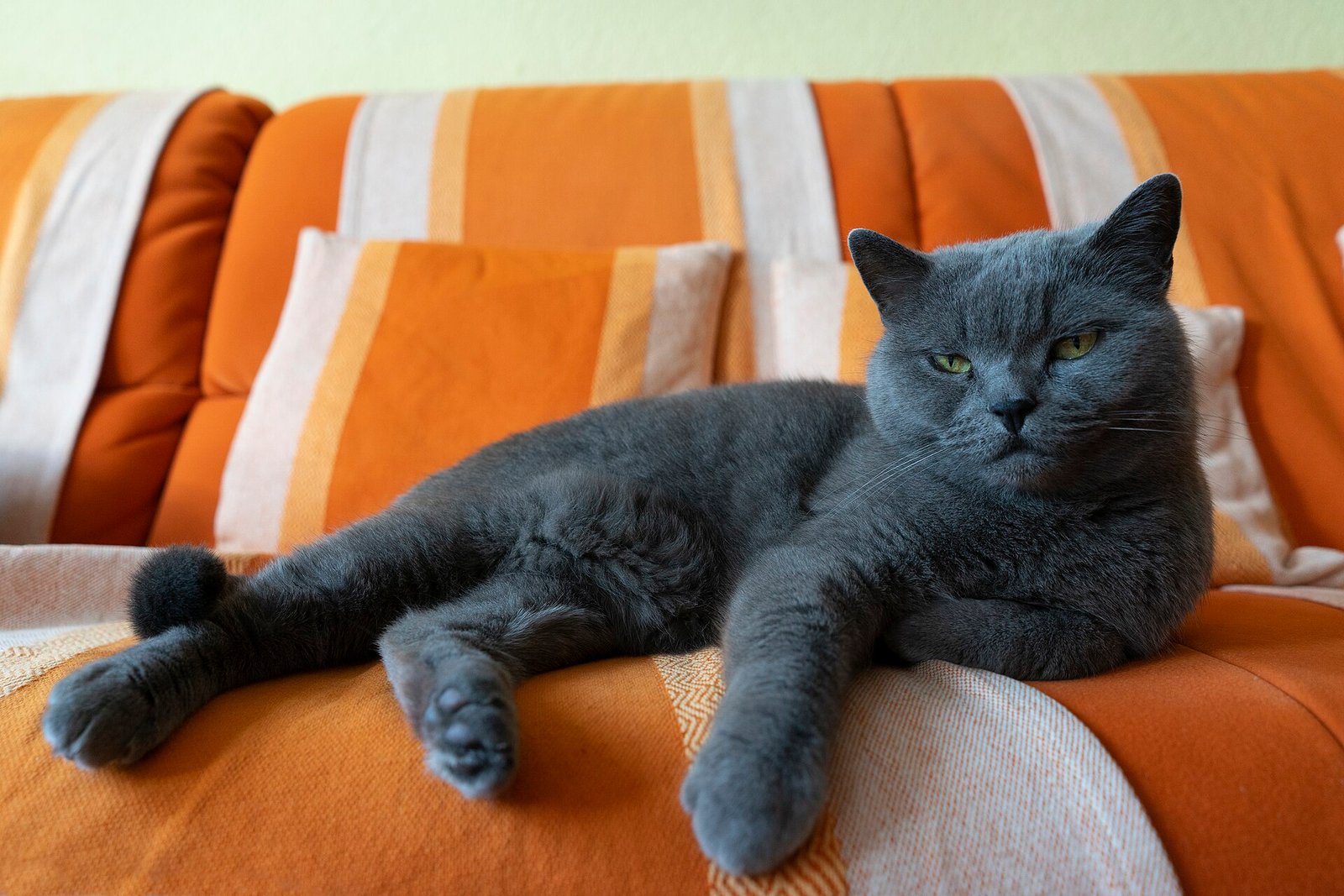 British Shorthair — foto de referência
