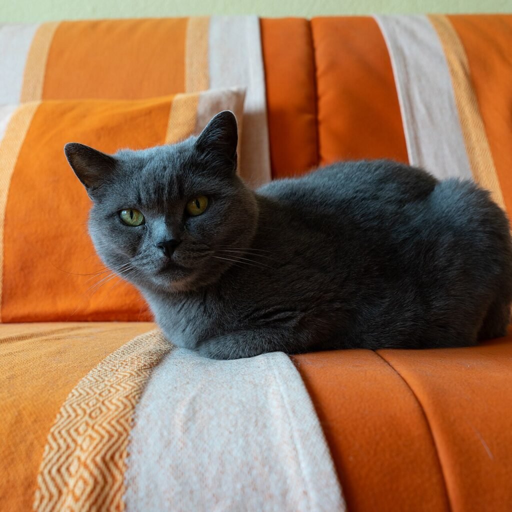 British Shorthair