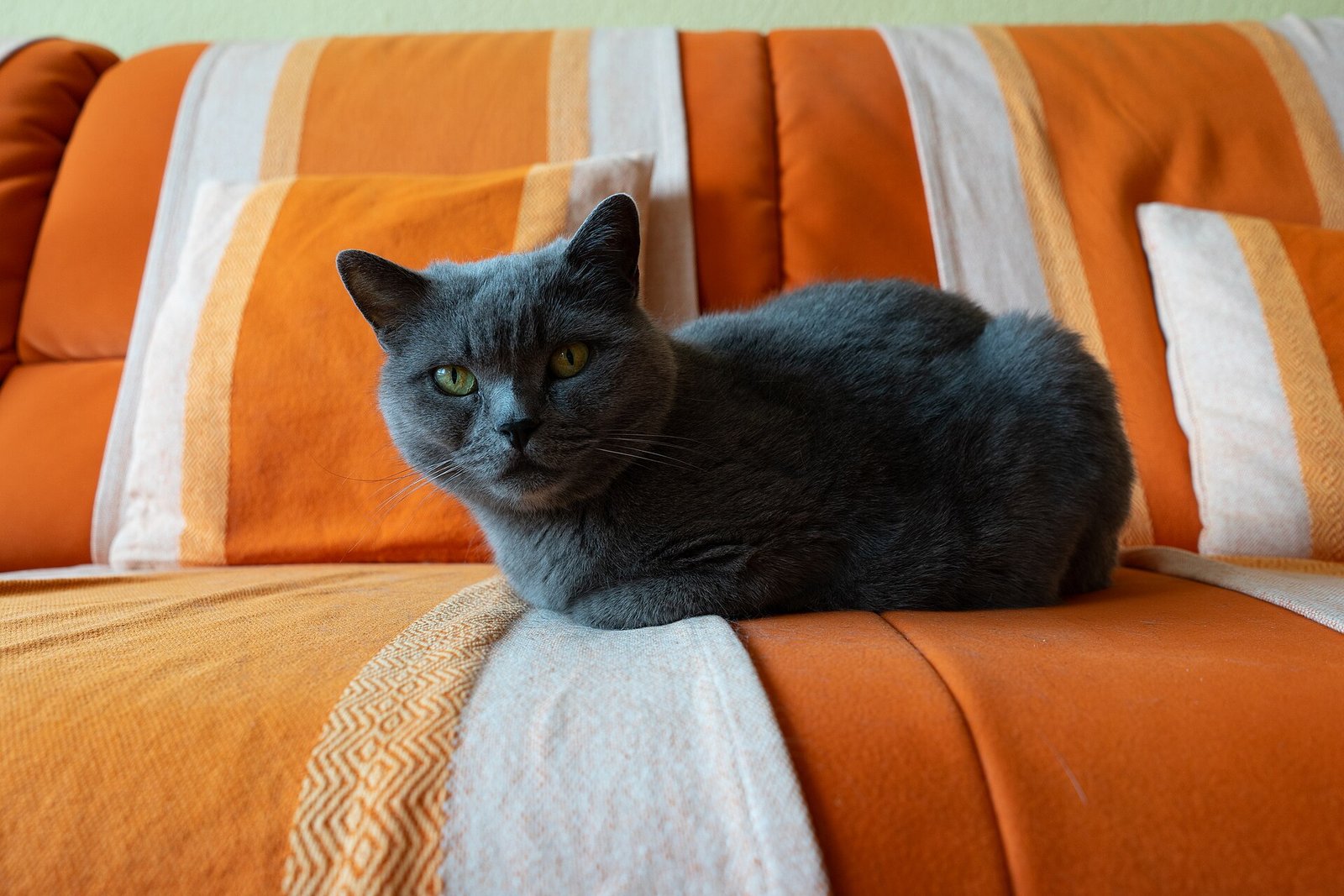 British Shorthair — foto de referência