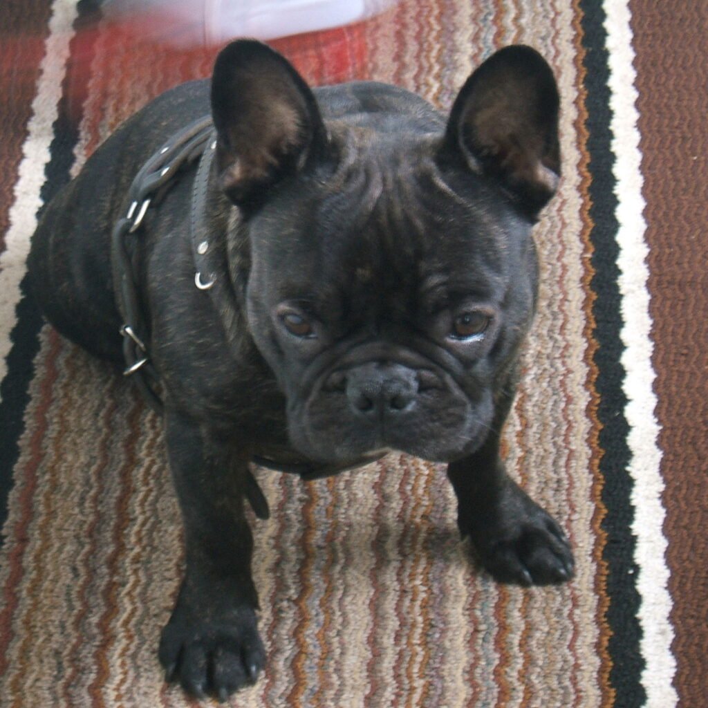 Bulldog Francês