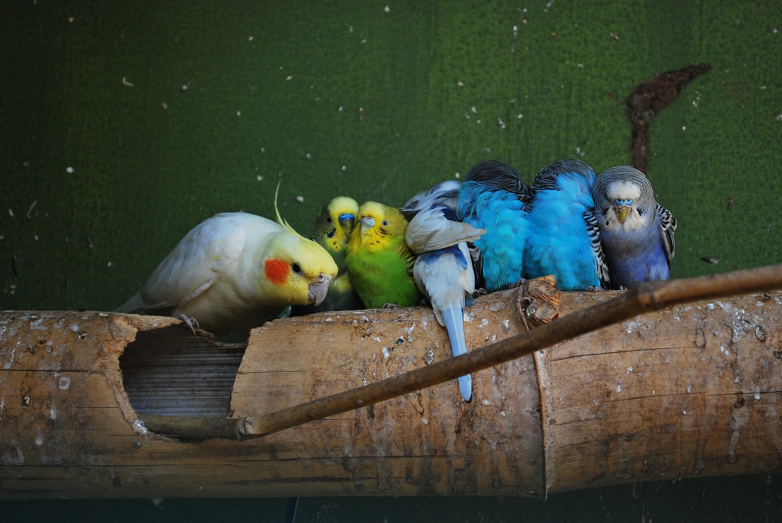 Calopsita — foto de referência
