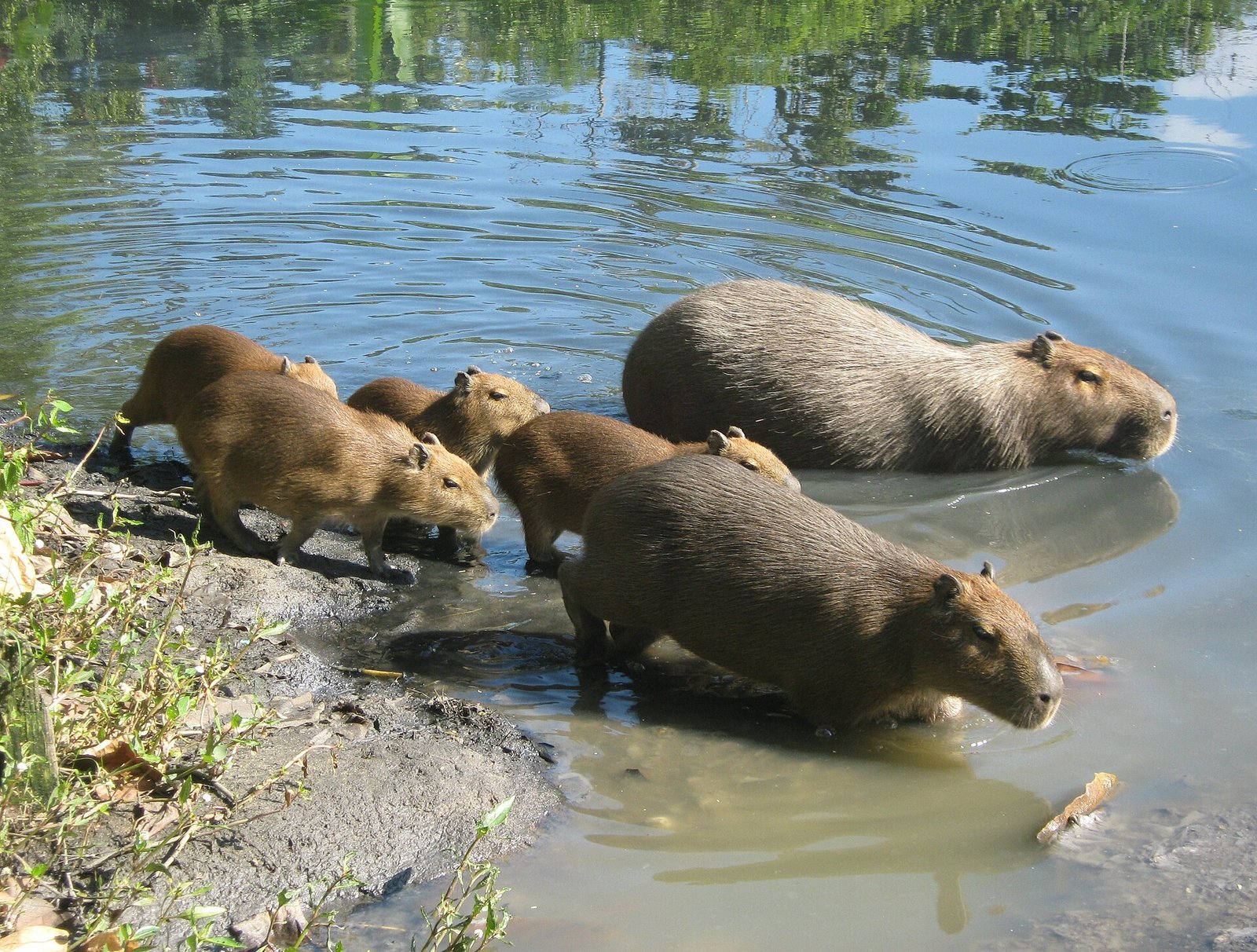 Capivara — foto de referência