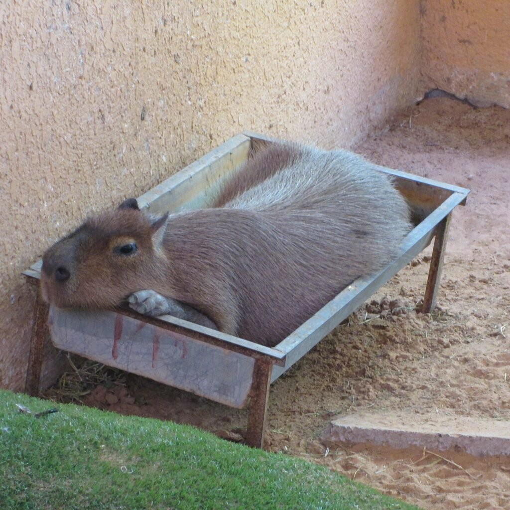 Capivara
