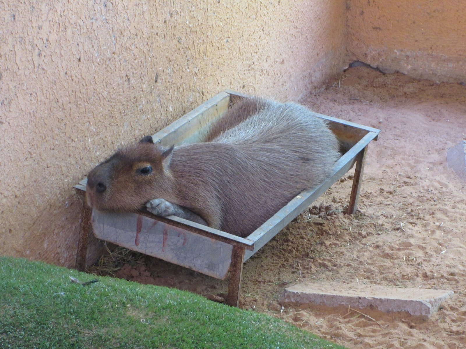 Capivara — foto de referência