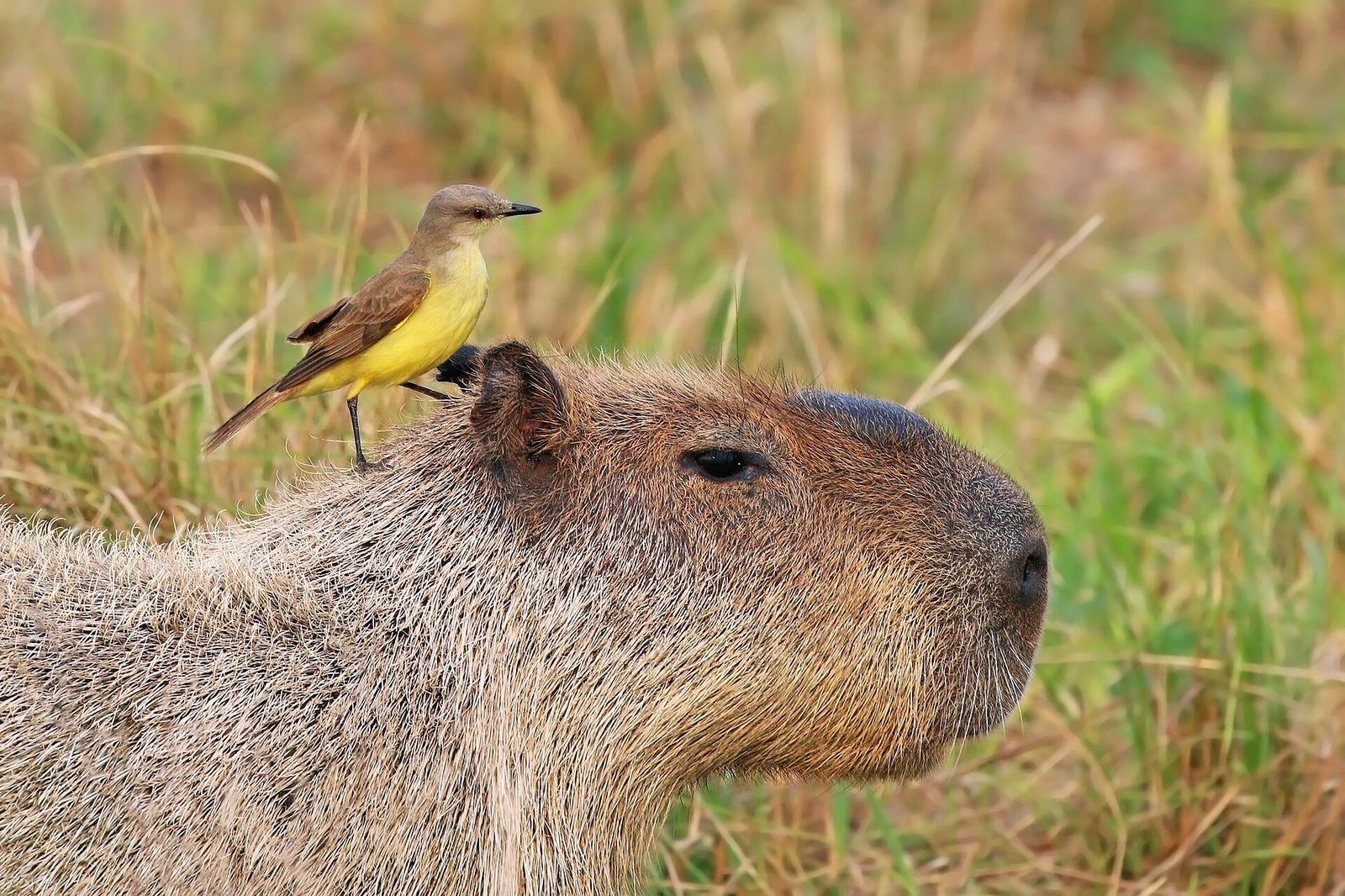 Capivara — foto de referência