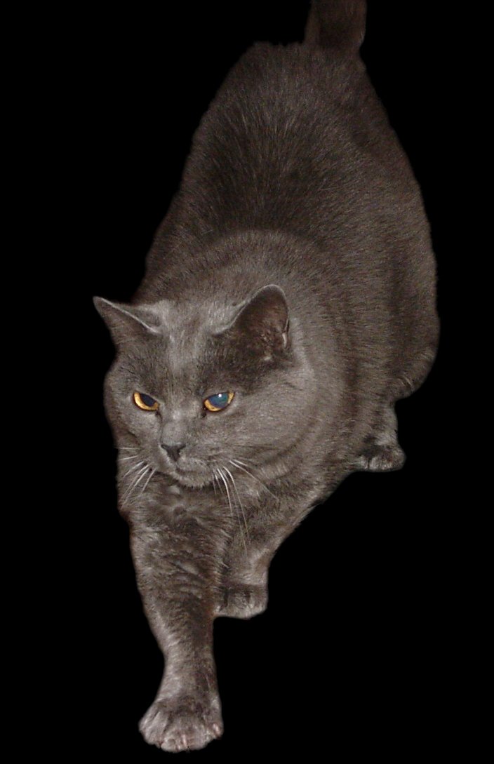 Chartreux — foto de referência