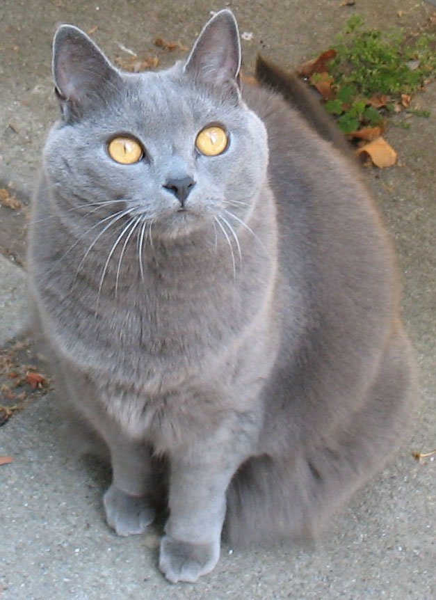 Chartreux — foto de referência