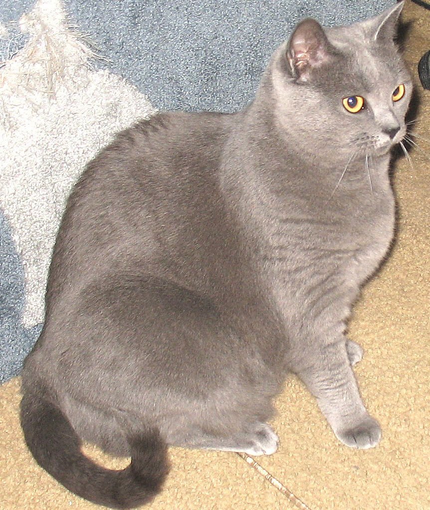 Chartreux
