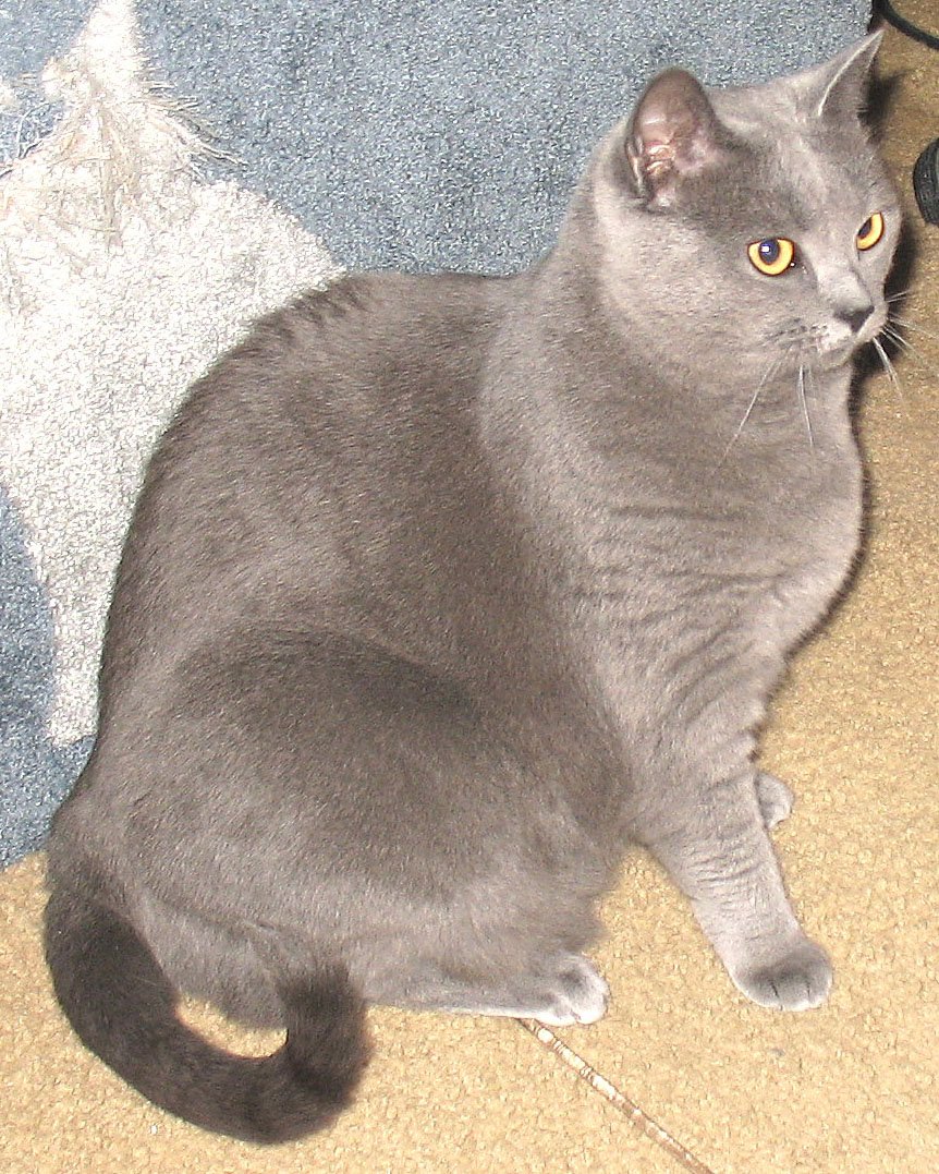 Chartreux — foto de referência