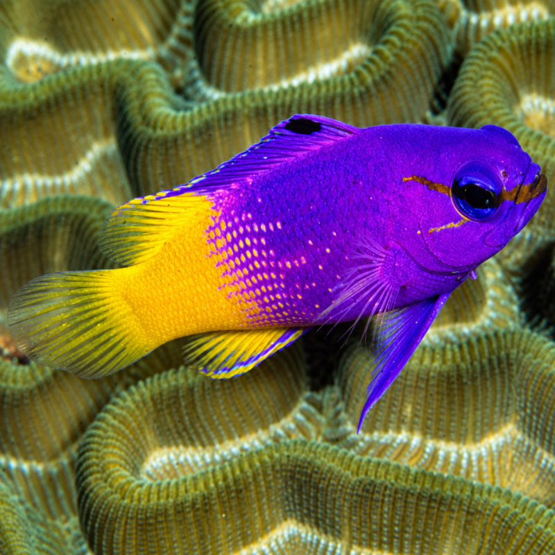 Royal Gramma Basslet — foto de referência