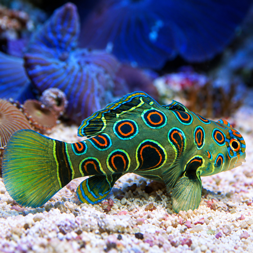 Mandarin Spotted Green — foto de referência
