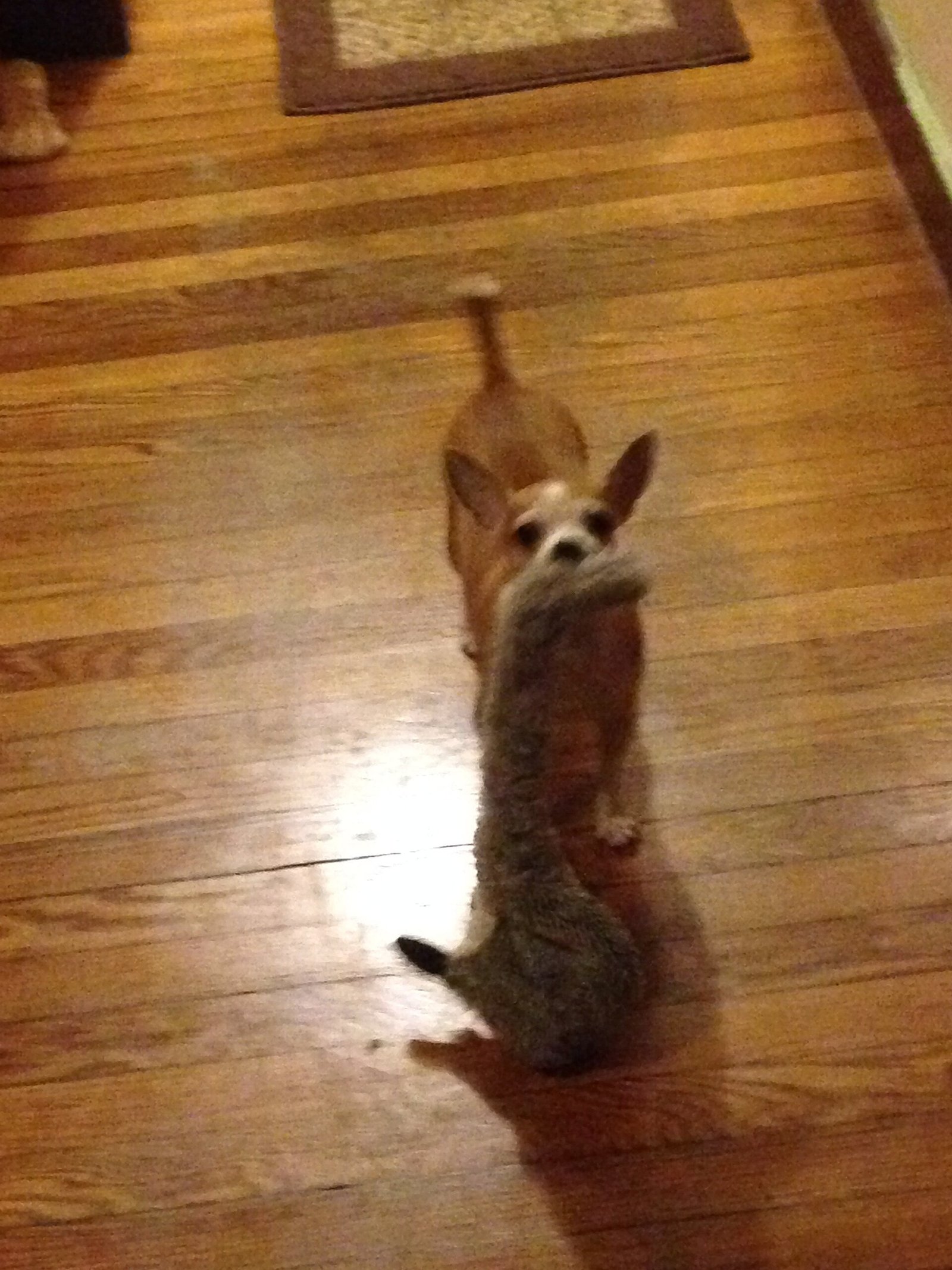 Chihuahua — foto de referência