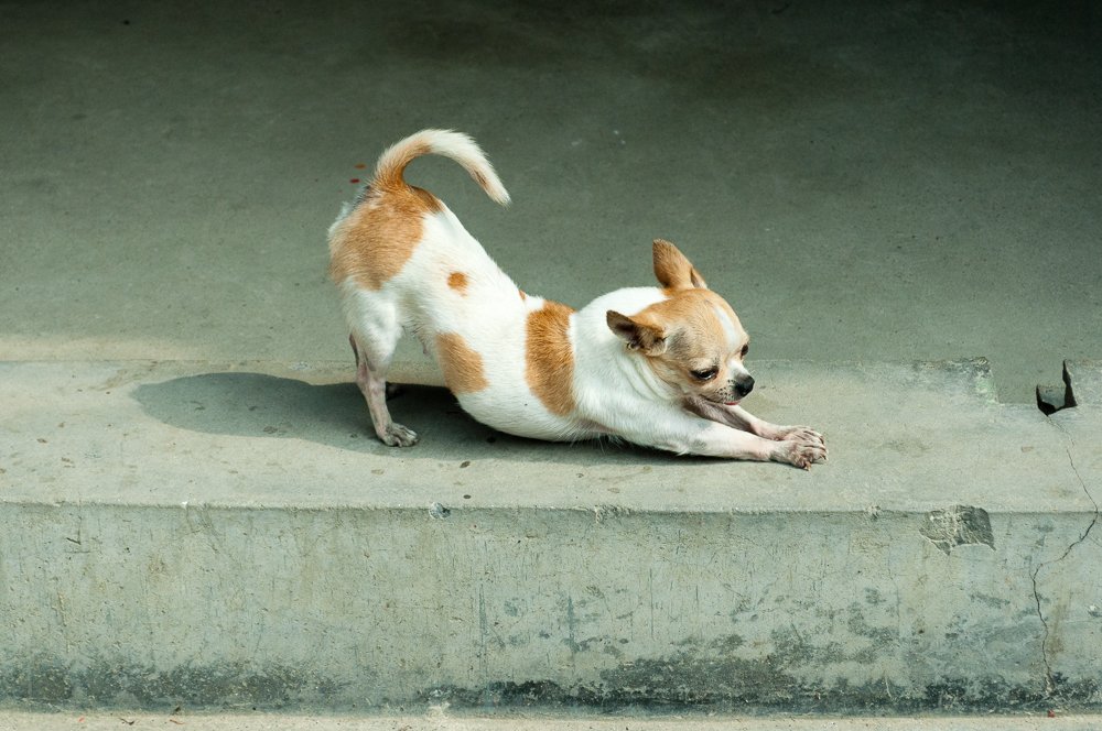 Chihuahua — foto de referência