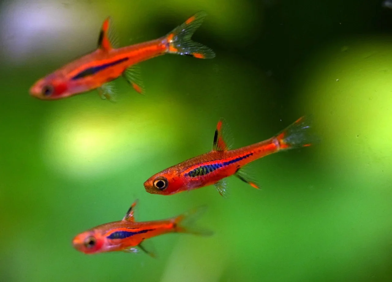 Rasbora Chili — foto de referência