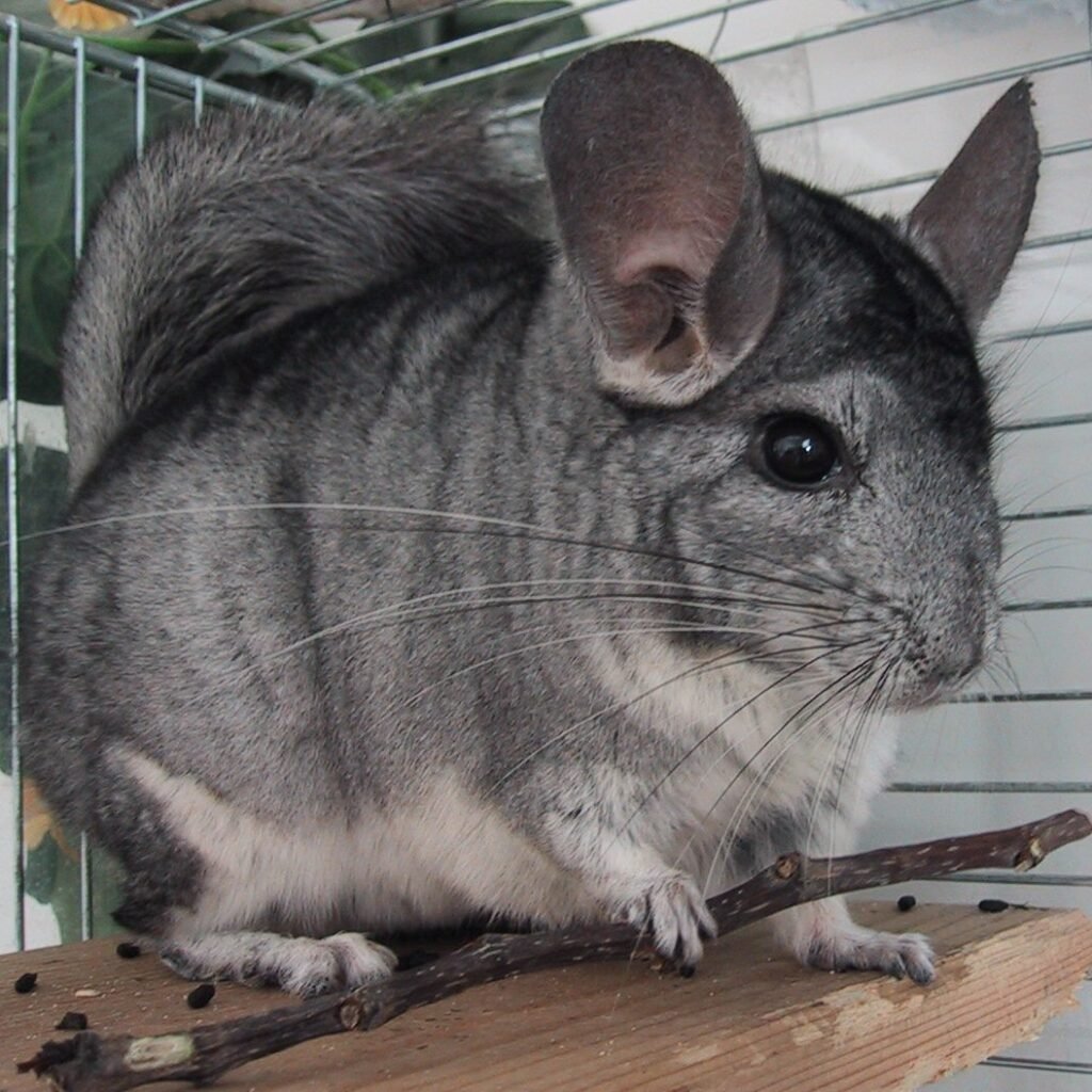 Chinchila