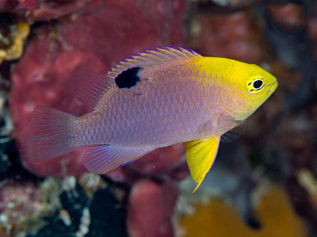 Talbot’s Damselfish