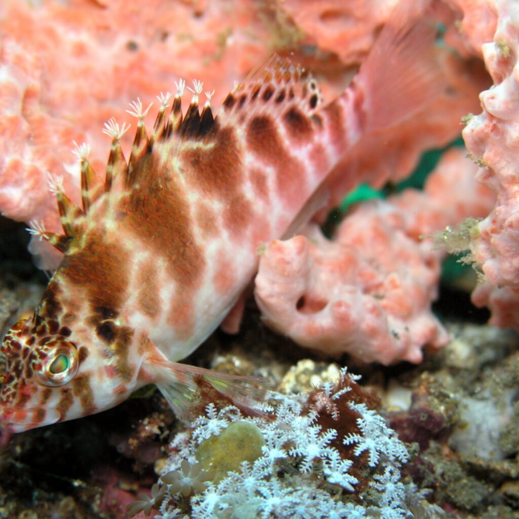 Spotted Hawkfish