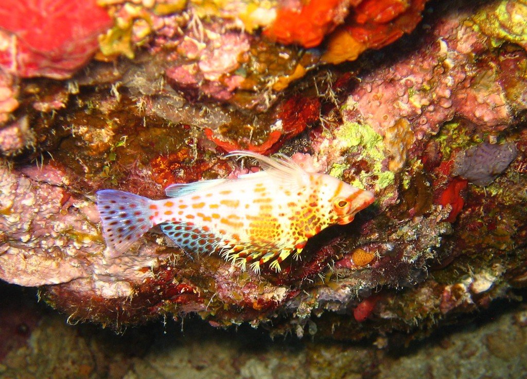 Falco Hawkfish