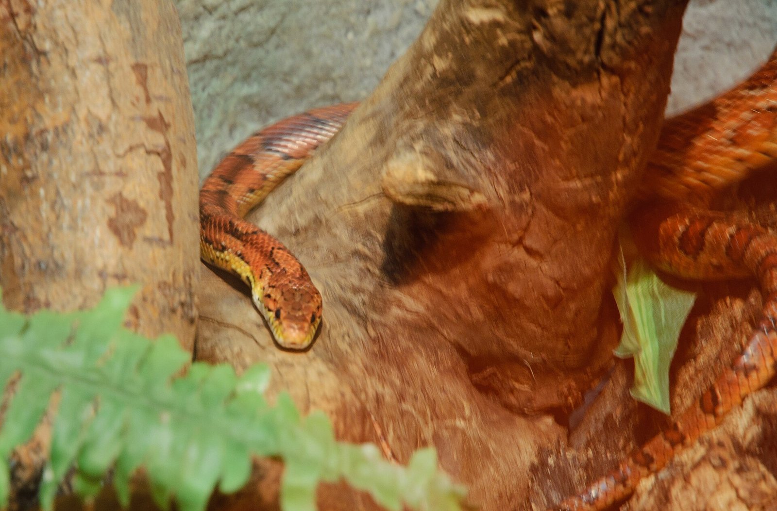 Cobra do Milho — foto de referência