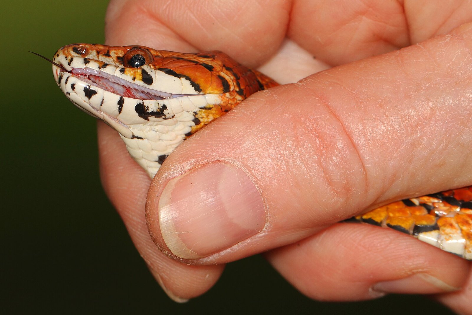 Cobra do Milho — foto de referência