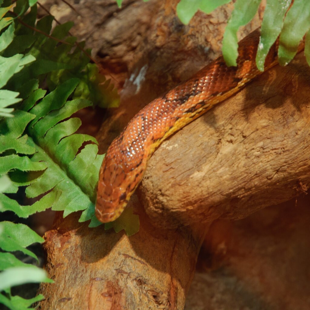 Cobra do Milho