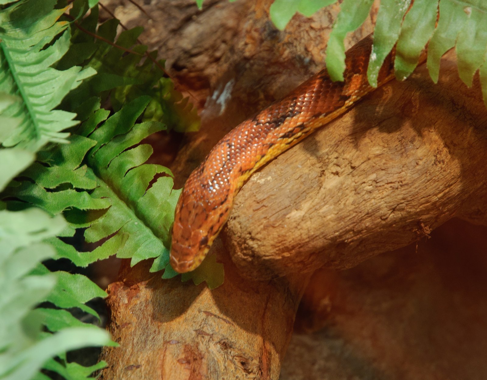 Cobra do Milho — foto de referência