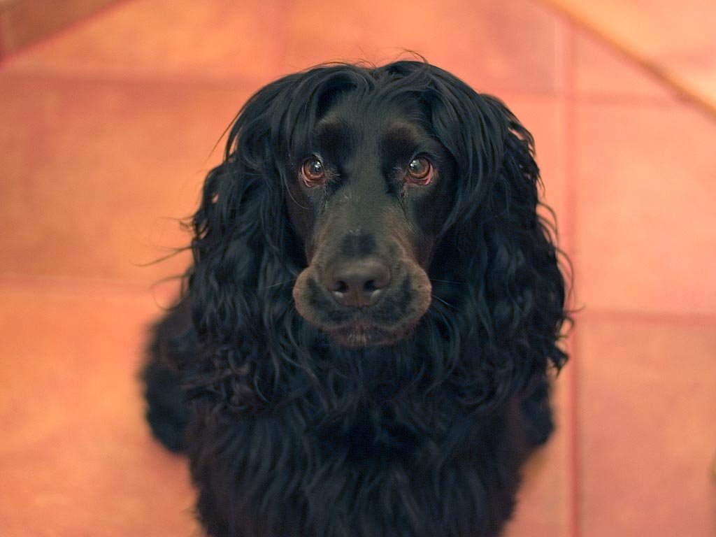 Cocker Spaniel Inglês