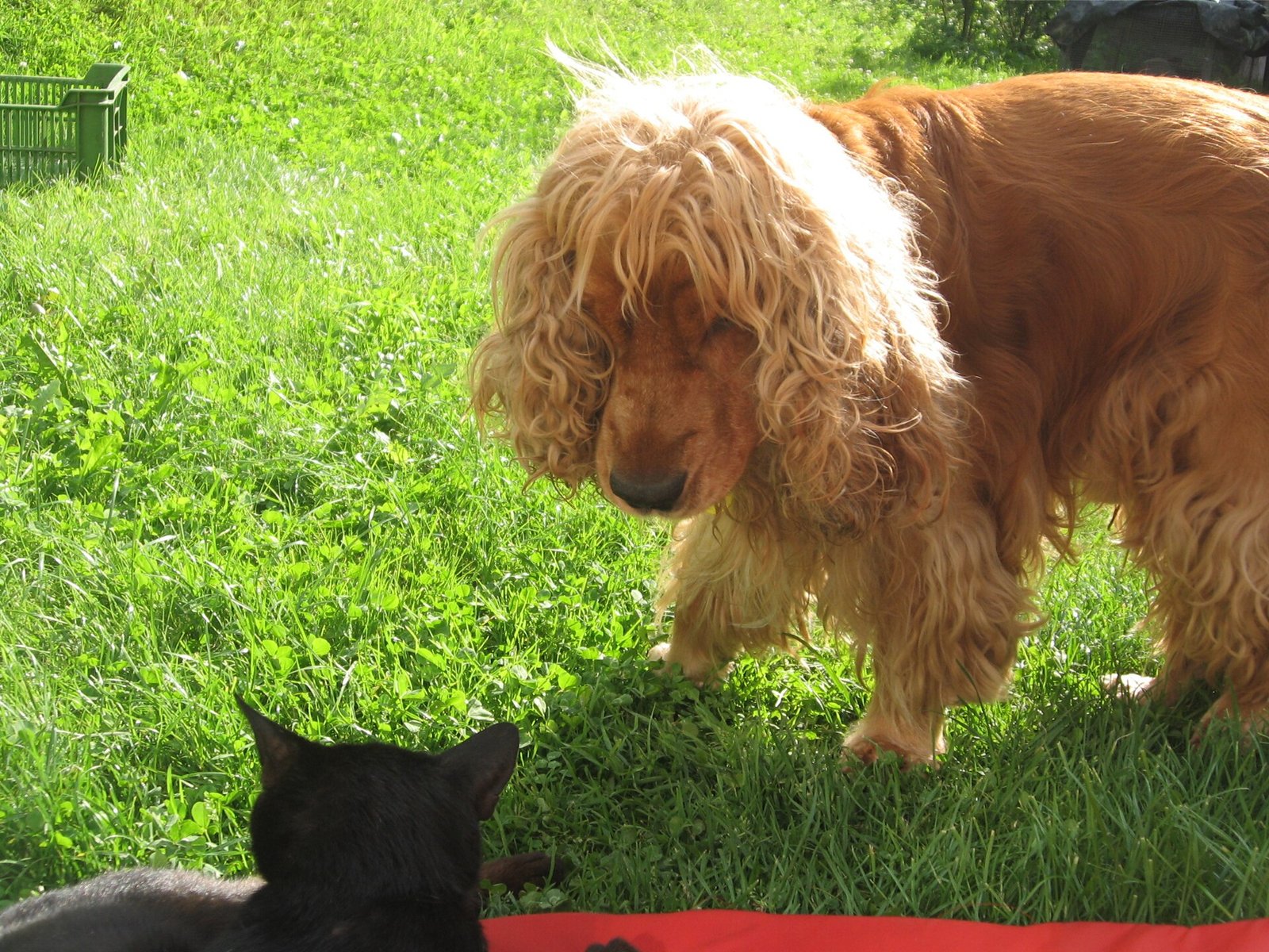 Cocker Spaniel Inglês — foto de referência