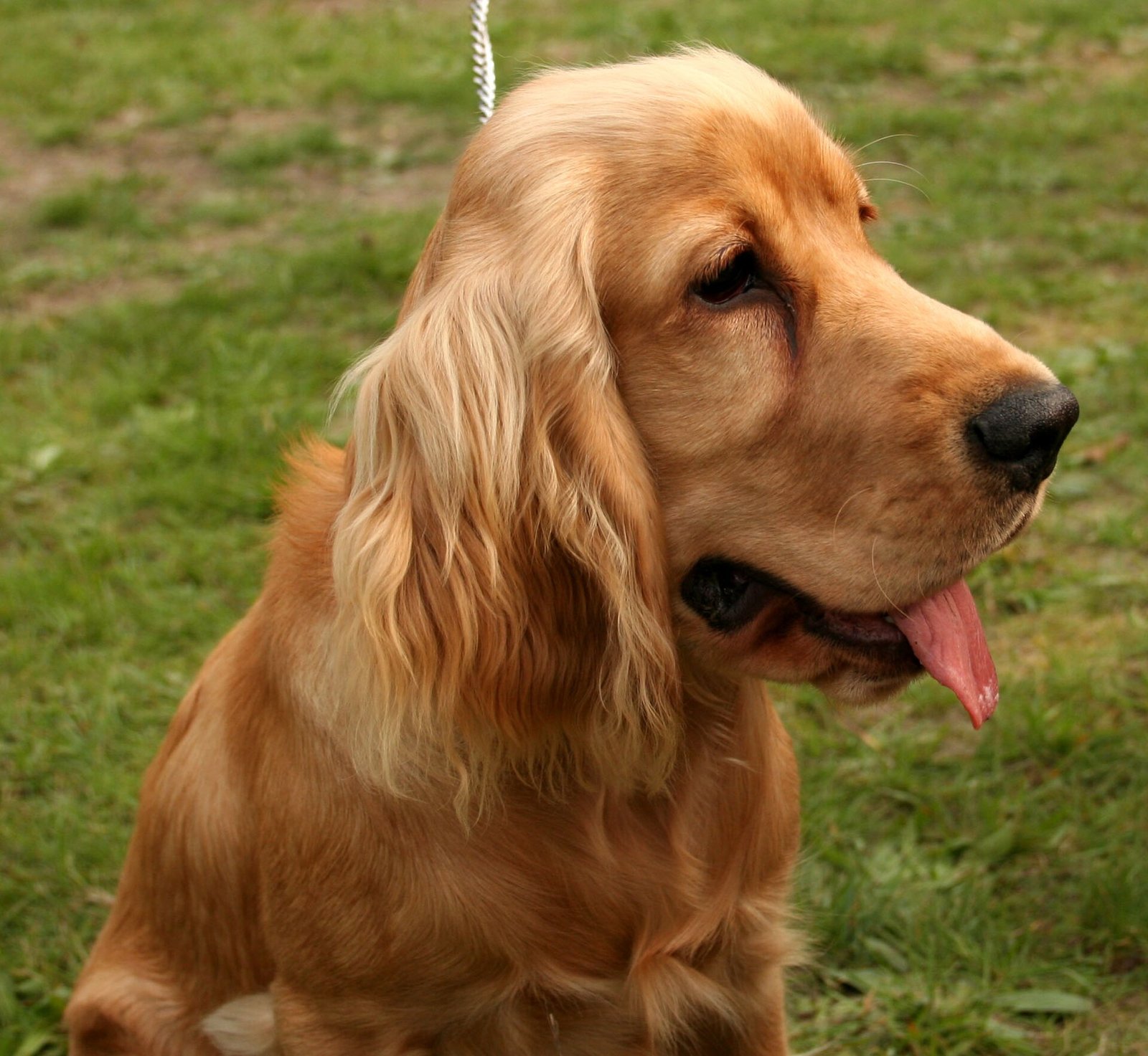 Cocker Spaniel Inglês — foto de referência