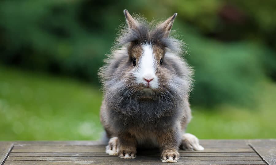 Coelho Lionhead