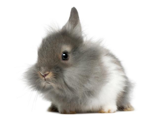 Coelho Lionhead — foto de referência