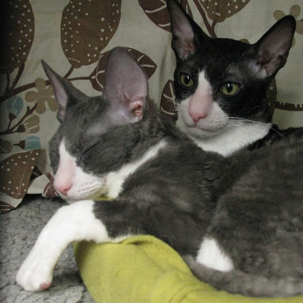 Cornish Rex