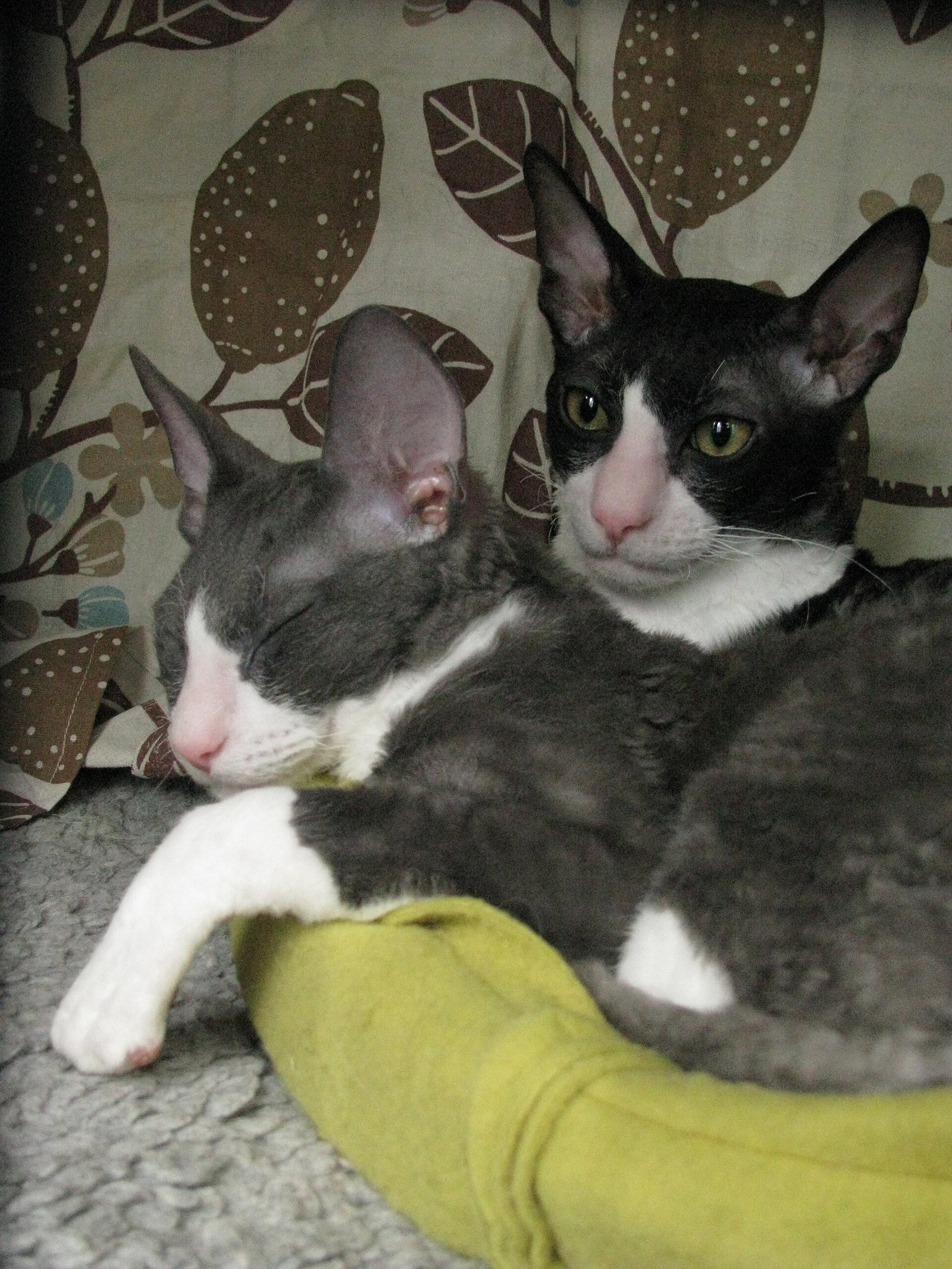Cornish Rex — foto de referência