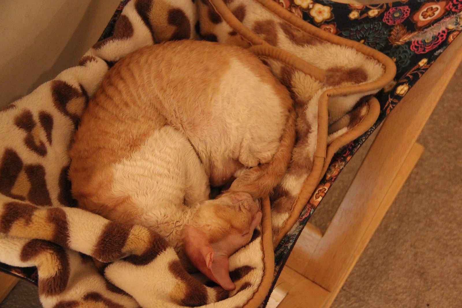 Cornish Rex — foto de referência