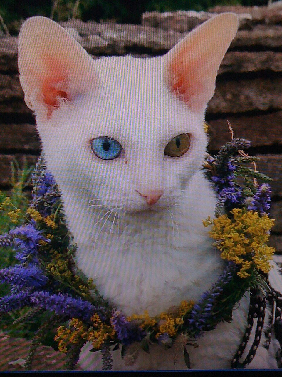 Cornish Rex — foto de referência