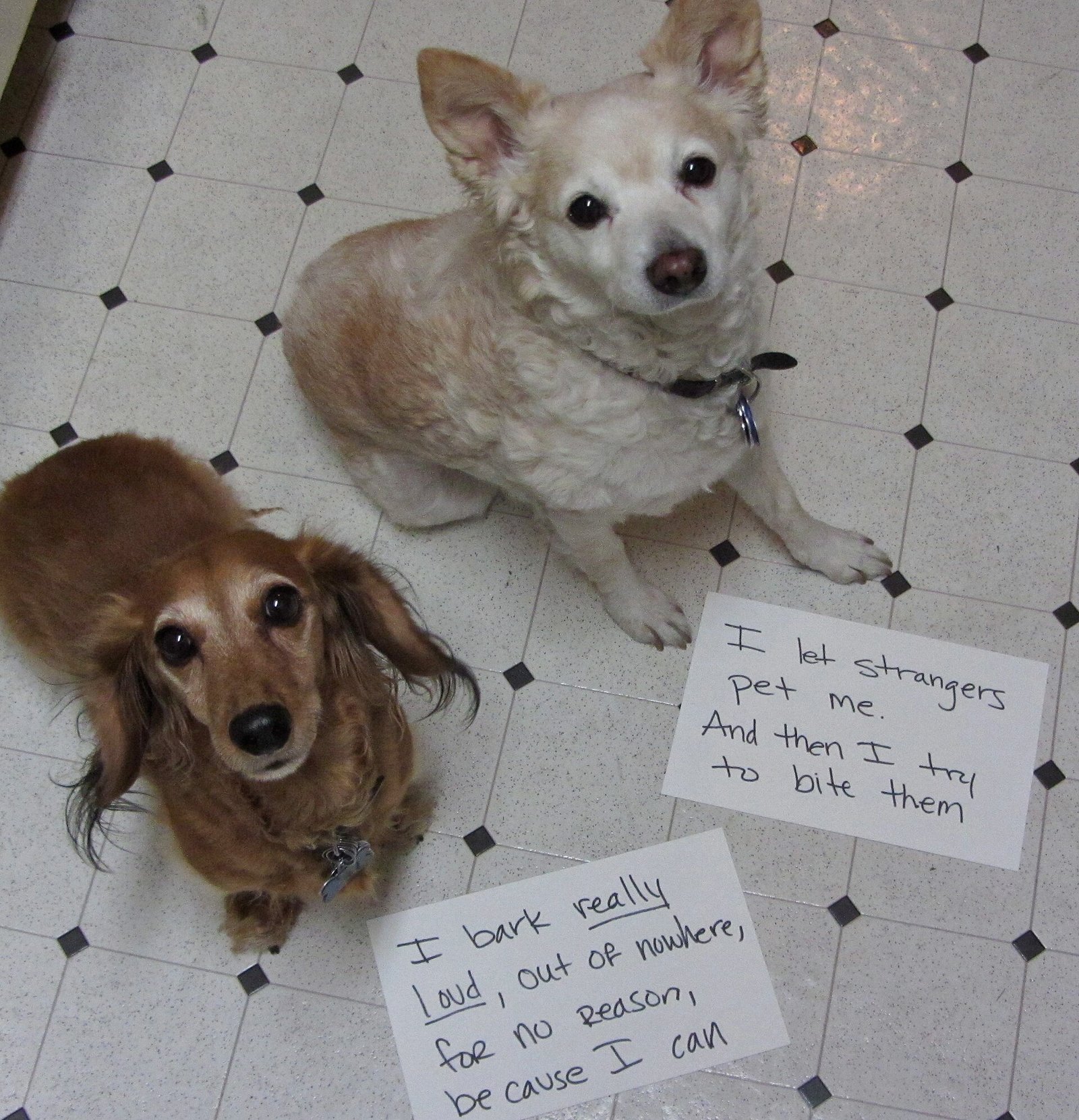Dachshund / Teckel — foto de referência