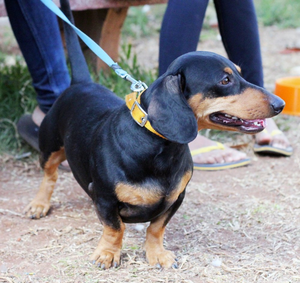 Dachshund / Teckel — foto de referência