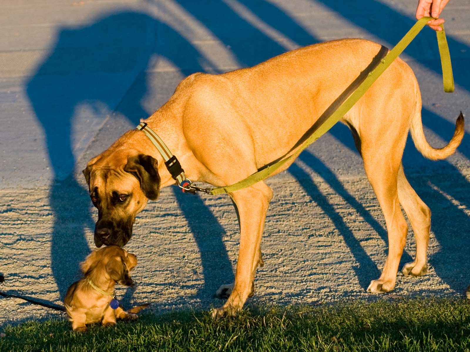 Dachshund / Teckel — foto de referência