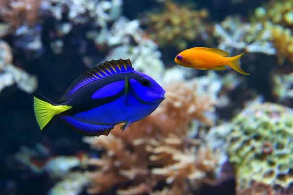 Hepatus Blue Tang