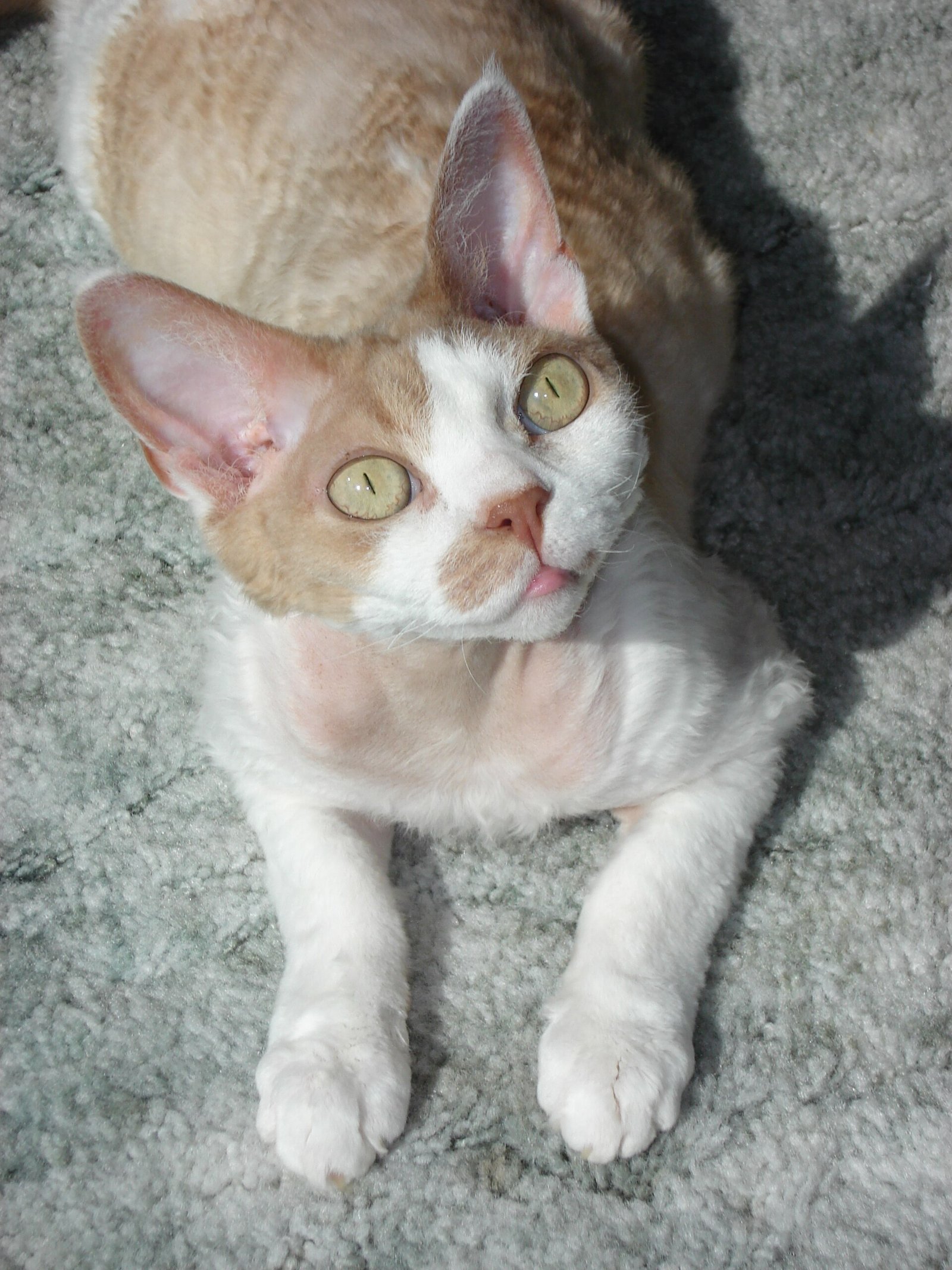 Devon Rex — foto de referência
