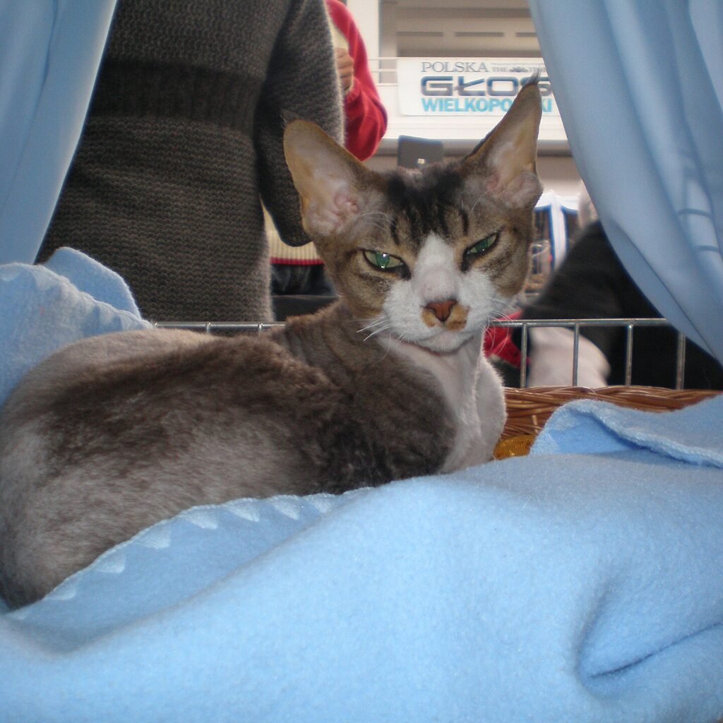 Devon Rex