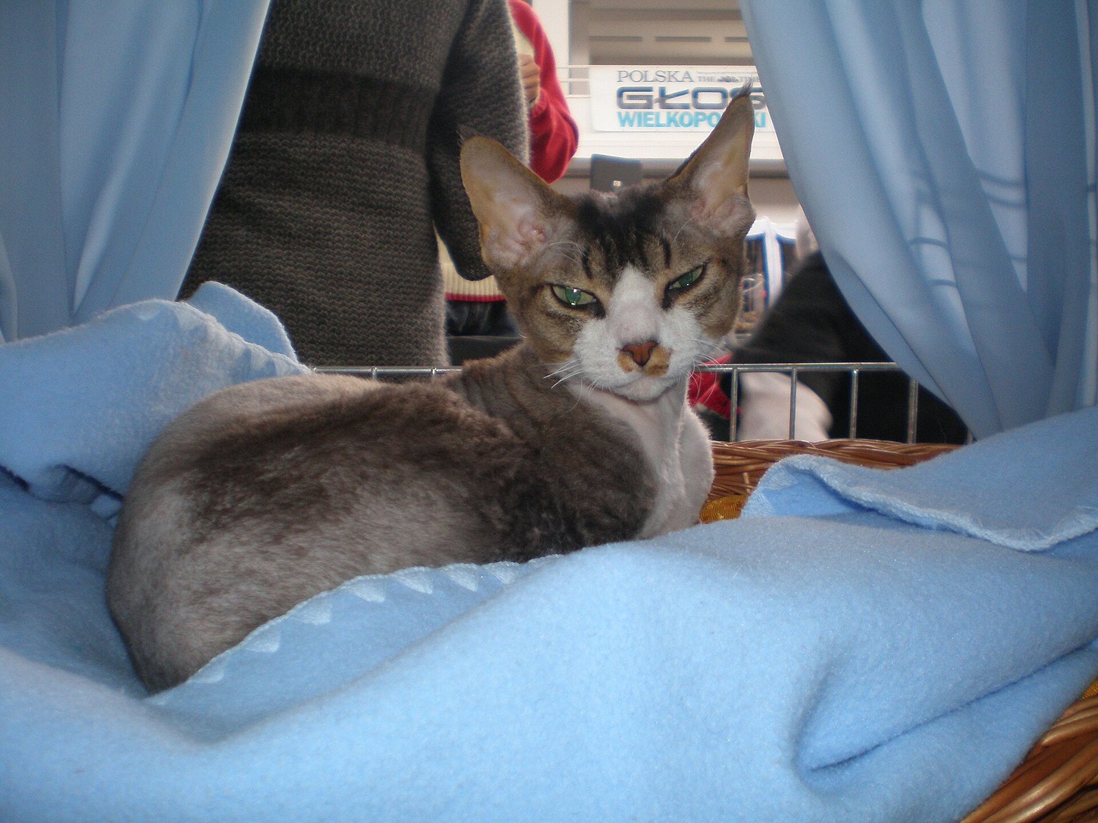 Devon Rex — foto de referência
